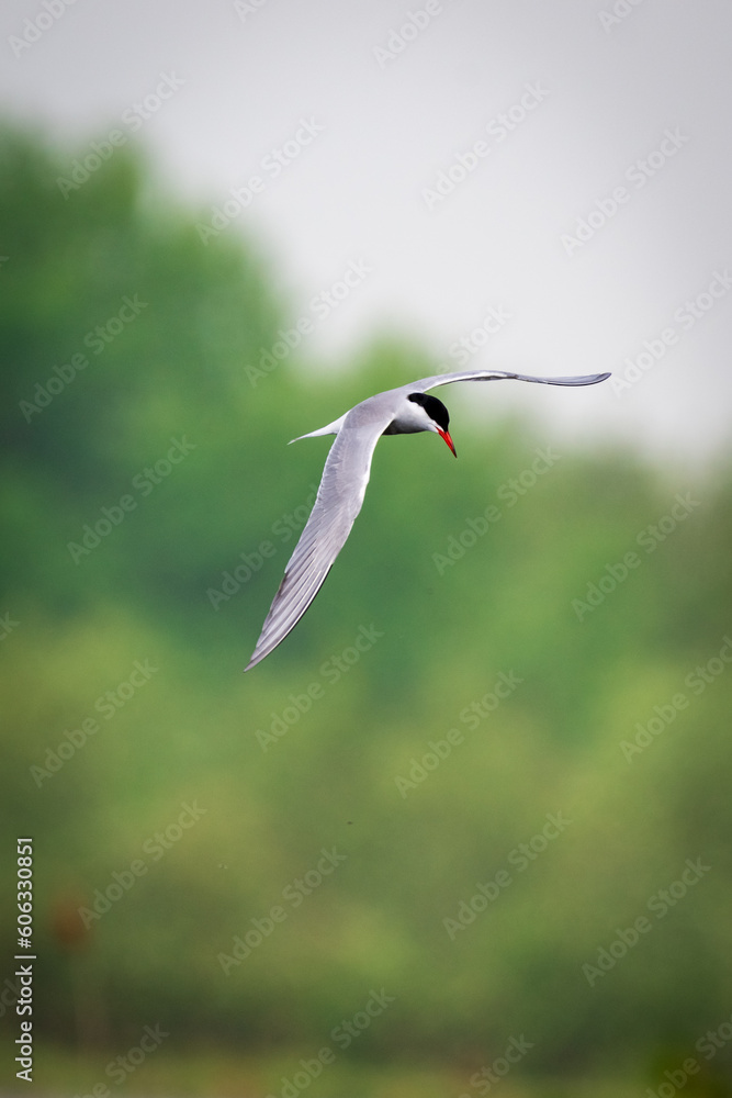 bird in flight