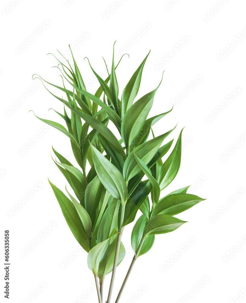 Tropical leaf, green plant isolated on transparent background. Tropical leaf, green plant isolated on transparent background.