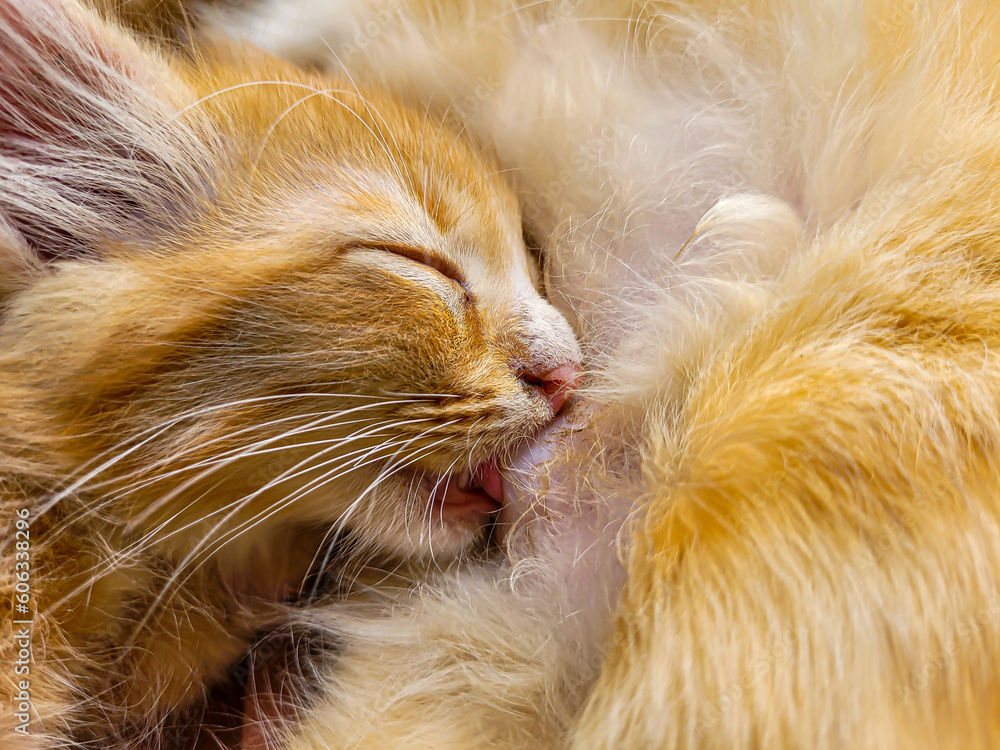 orange kitten cat is so cute