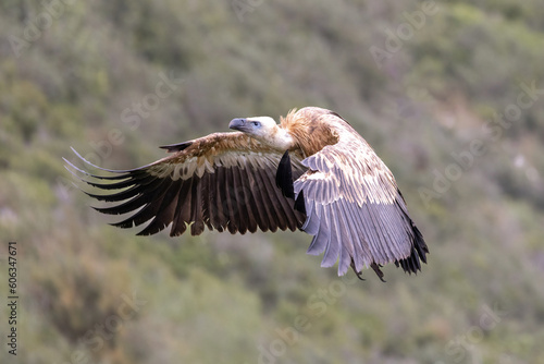 Griffon Vulture Gyps fulvus in flight , green background, biblical gyps, Old World vultures are vultures that are found in the Old World, i.e. the continents of Europe, Asia and Africa, © luciano