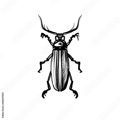 Hand drawn fantasy bug/beetle © Peer