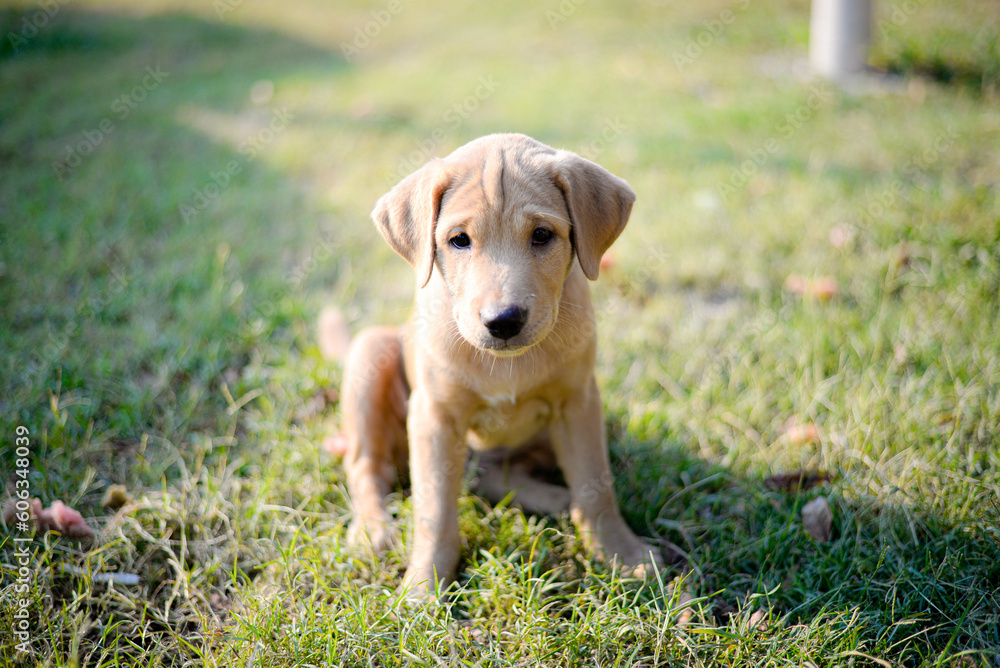 Adorable puppy standing on outdoor grass.