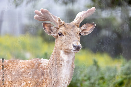 Fototapeta Naklejka Na Ścianę i Meble -  Persian fallow deer in the rain (Dama dama mesopotamica)