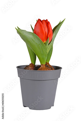 Red  Tulipa Red Paradise  tulip in flower pot on transparent background