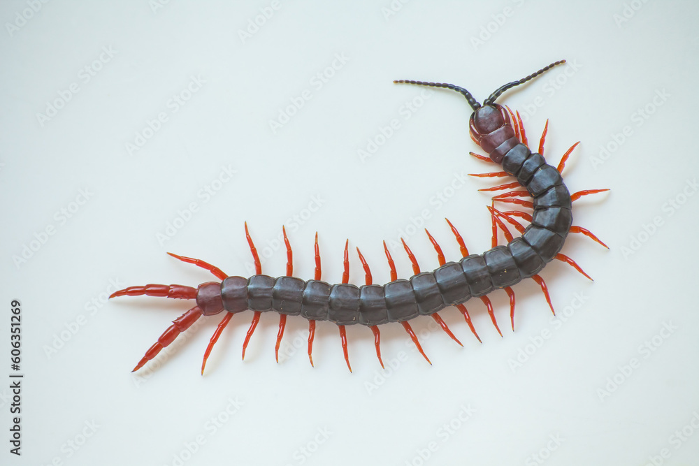 Red Centipede 0813 Red Centipede 0813