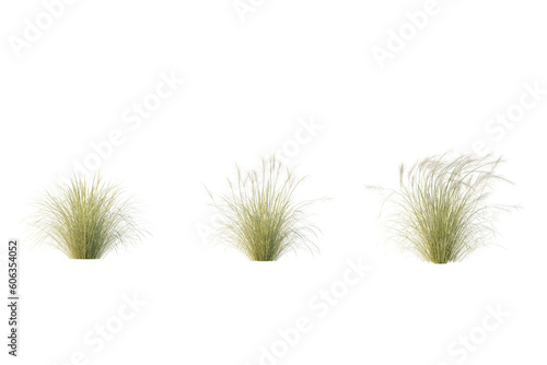 isolated cutout aestethic grass Stipa Capillata in 3 different model option, best use for landscape design
