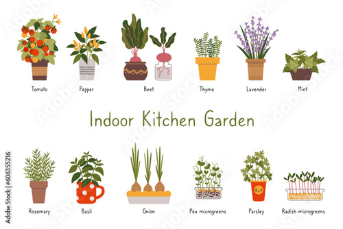 Indoor kitchen garden plants set with titles, cartoon style. Various types of Herbs, vegetables and Microgreens in a pots. Urban gardening hobby. Trendy isolated vector illustration, hand drawn, flat