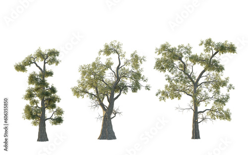 isolated cutout big and high tree Taxodium Distichum in 3 different option, best use for landscape design, 
