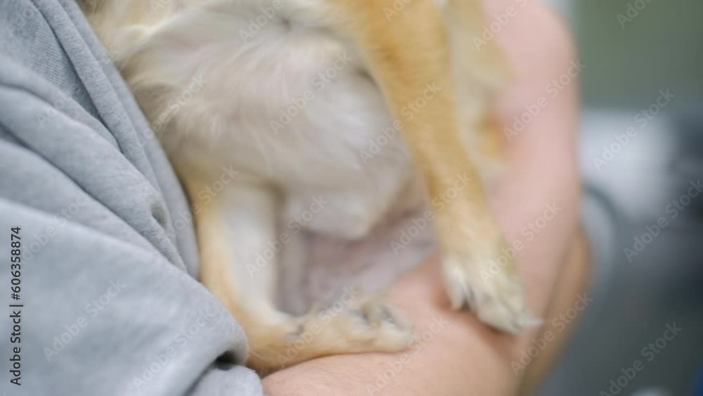 Young vet holding a chihuahua dog pet Young vet holding a chihuahua dog pet
