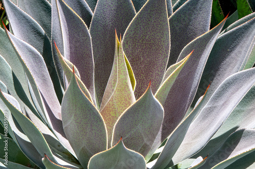 Sydney Australia, closeup  of  succulent leaves of lavender lady a species of mangave plant which resembles compact symmetrical agaves with succulent leaves photo