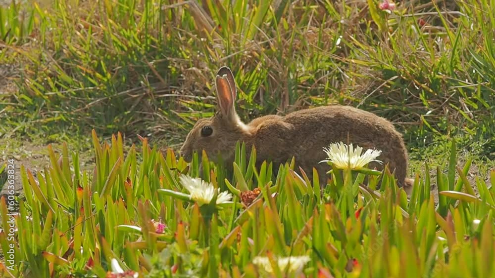 Rabbit in the grass