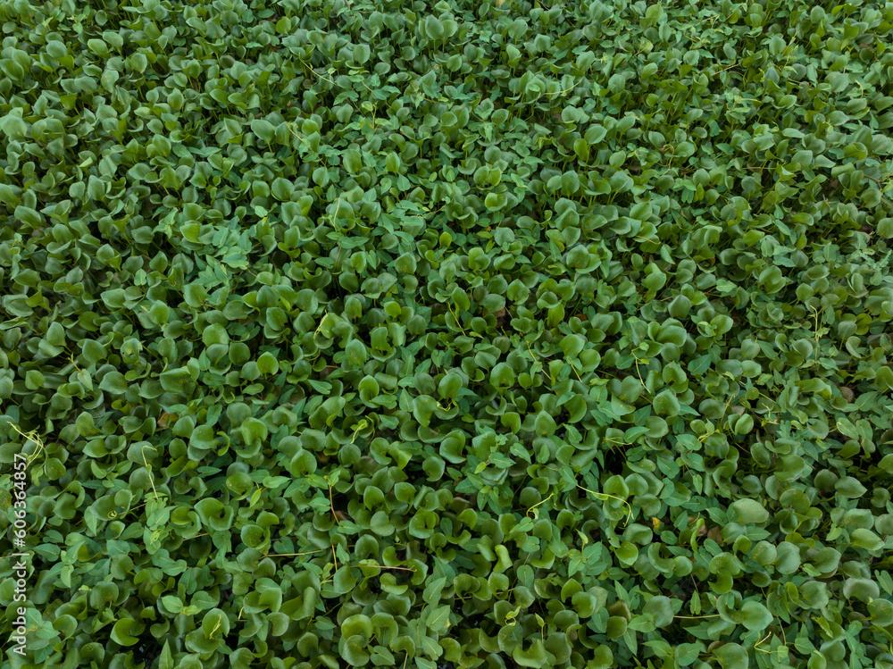 Green water hyacinth in pond