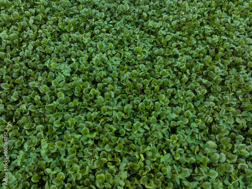 Green water hyacinth in pond © lzf