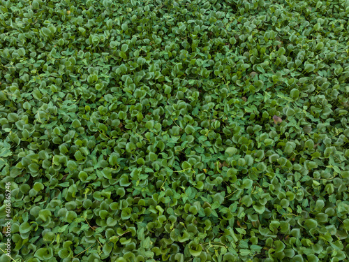 Green water hyacinth in pond © lzf