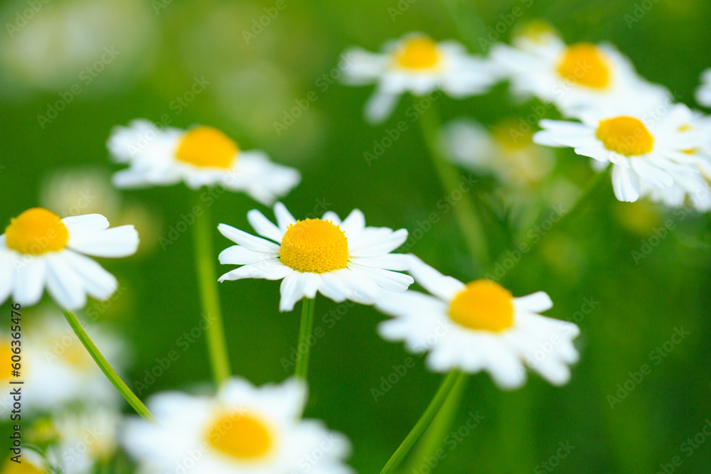 camomiles in a field camomiles in a field