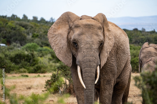 Elefant Portrait: Nahaufnahme von wildem Elefant in Südafrika