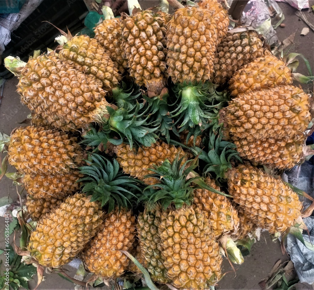 Large pineapple stock for selling Large pineapple stock for selling