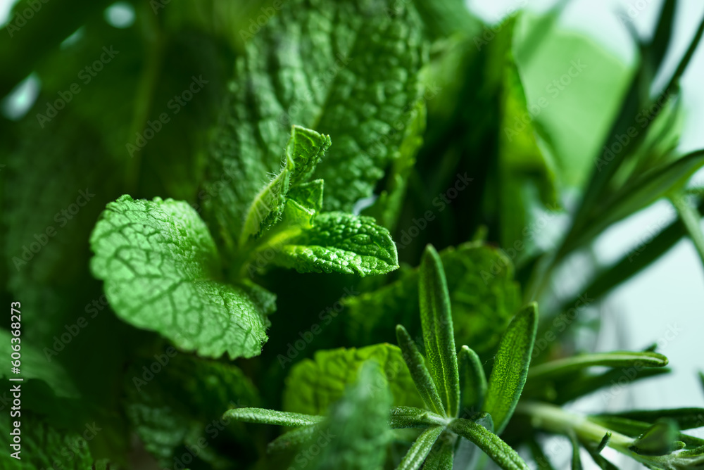 Fotografie Mint and rosemary leaves