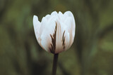 Netherlands tulips close-up selective focus blurred background. White flowers blossoming in garden at spring season. Blooming flowerbeds wallpaper modern dark and moody toning. Springtime screensaver