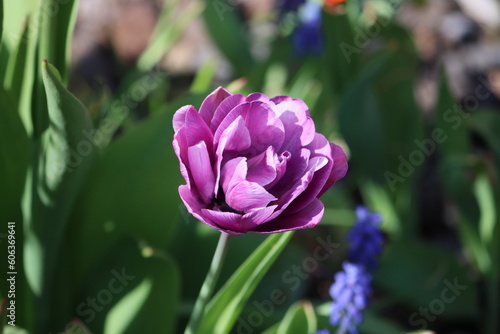Tulips (Tulipa) are a genus of spring-blooming perennial herbaceous bulbiferous geophytes (having bulbs as storage organs). 