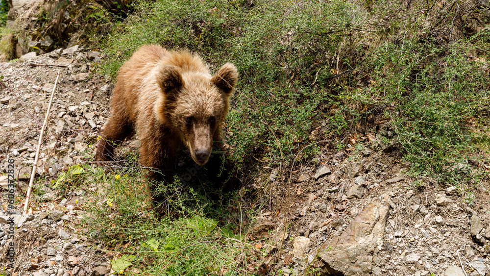 Αυτοκόλλητο Brown Bear in the carpathian forest of Romania