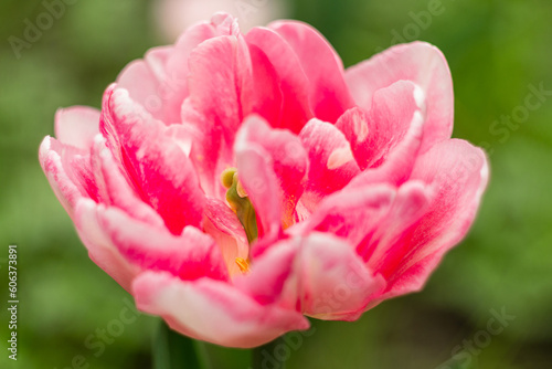 Netherlands tulips close-up selective focus blurred background. Tender flowers blossoming in garden at spring season. Blooming flowerbeds wallpaper modern toning. Springtime floral holiday screensaver