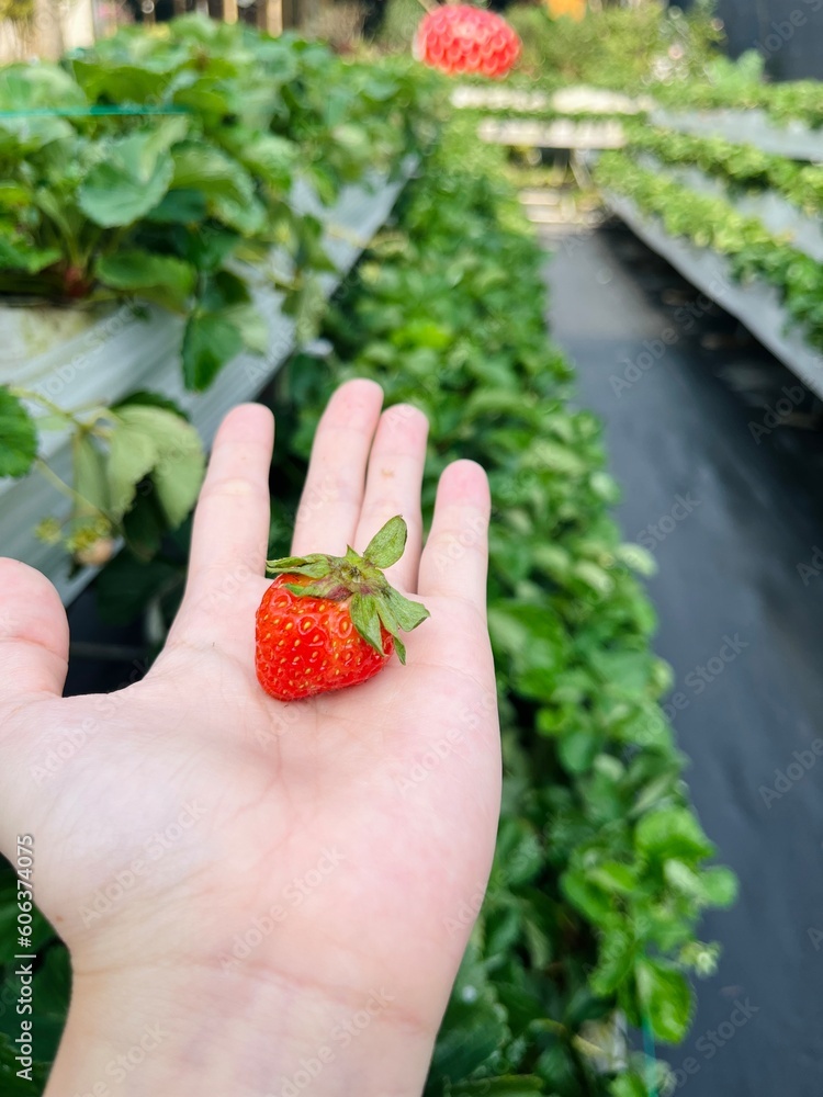 A woman's hand picks a juicy strawberry from a bush A woman's hand picks a juicy strawberry from a bush
