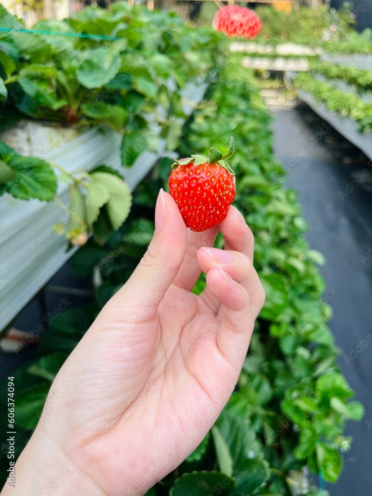 Obraz premium One strawberry holding in women hand