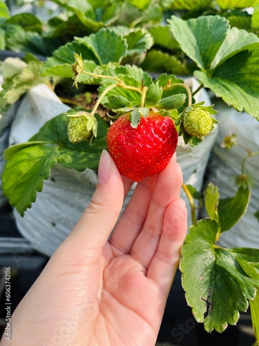 Strawberry picking at a strawberry farm taken in Indonesia photo