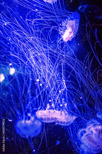 jellyfish in the water