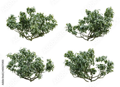 Green plants bush on transparent background  garden design  3d render illustration.