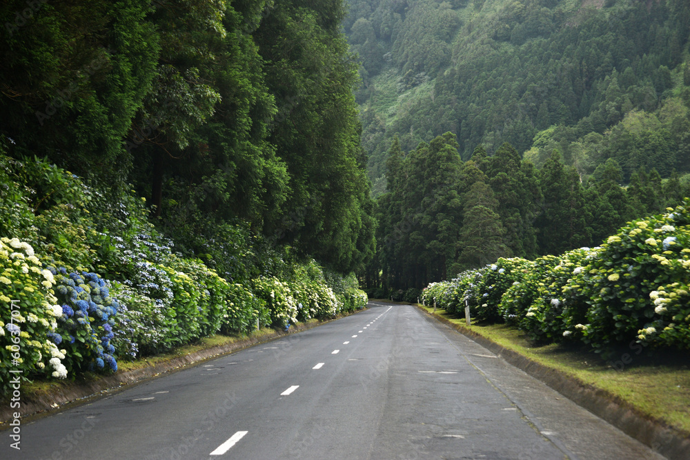 Empty road amidst trees in forest