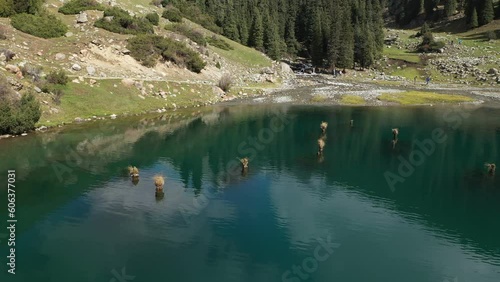 Aerial view of mountain lake with former tree tops. Lake in Kyrchyn canyon in Kyrgyzstan photo