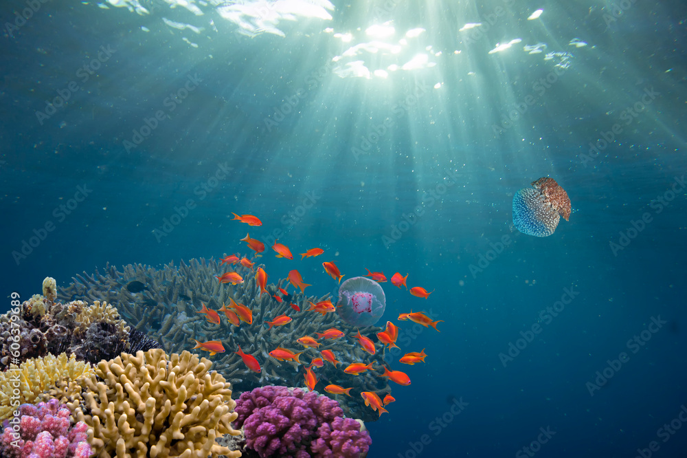 Obraz premium School of beautiful fish on soft and hard coral in shallow water of the Red Sea