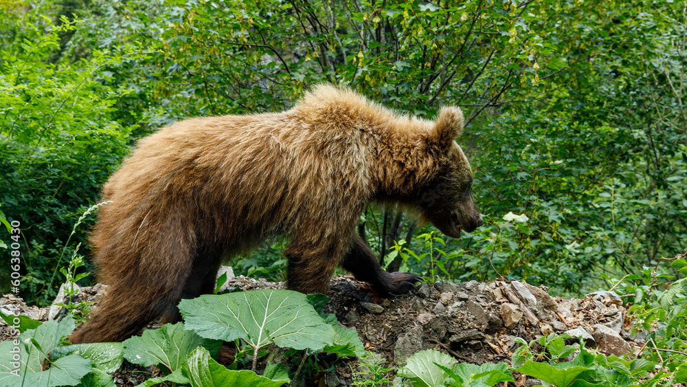 Fototapeta premium Brown Bear in the carpathian forest of Romania