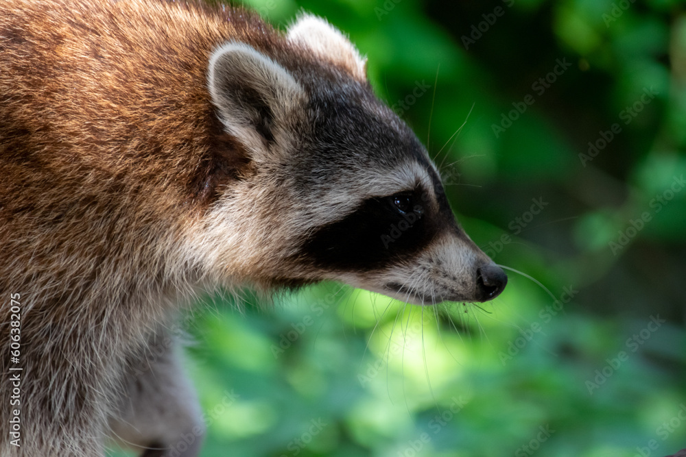 Fototapeta premium raccoon on a tree