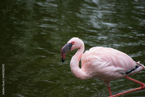 pink flamingo in the water