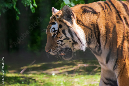 tiger in the zoo