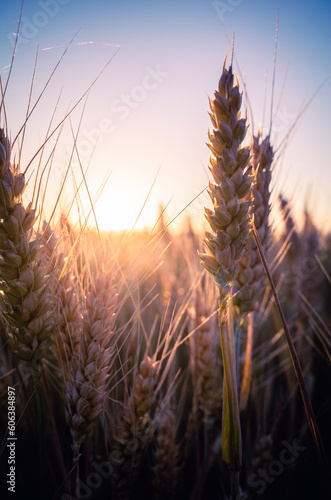 wheat field at sunset