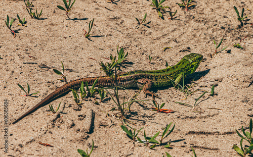 lizard on the sand © Виталий Олейник