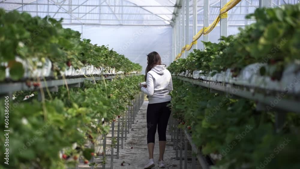 Rear Of A Young Lady Picking Some Strawberries In A Farm. Slow Motion Rear Of A Young Lady Picking Some Strawberries In A Farm. Slow Motion