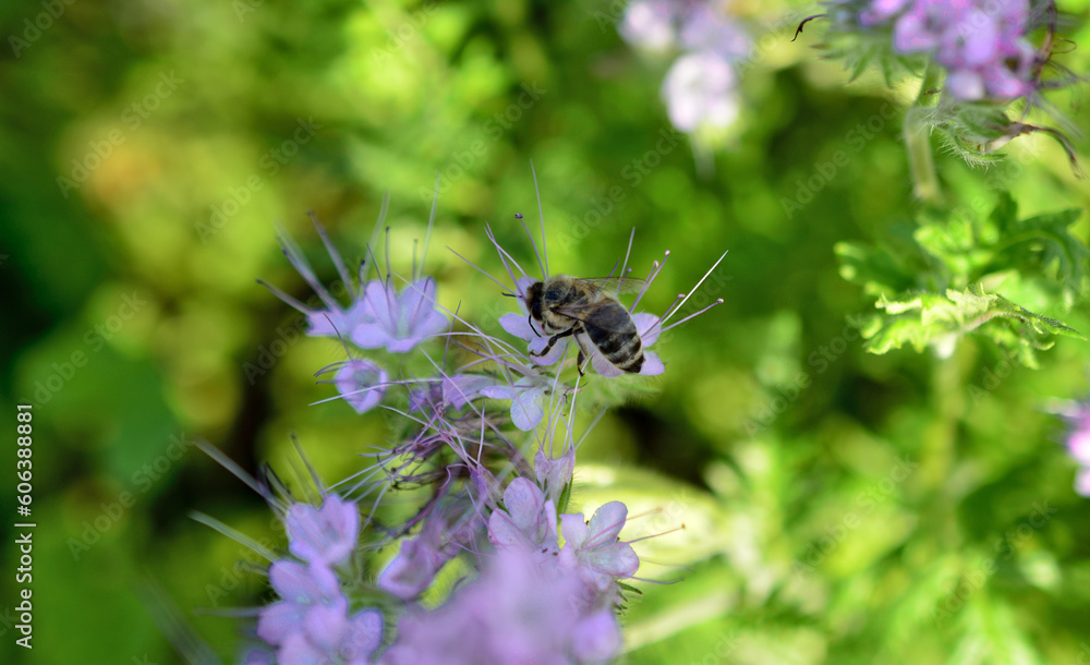 A bee on a blooming flower with a green background, close up A bee on a blooming flower with a green background, close up