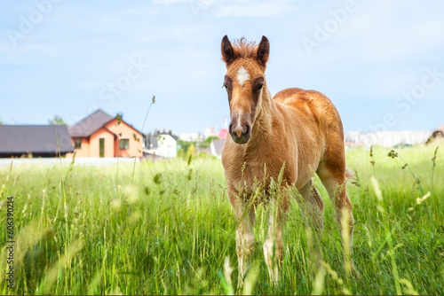 A one-year-old foal  grazing in a pasture alone  near a ranch or horse farm. Against the background of the ranch  houses  buildings. Clear summer weather  blue sky.