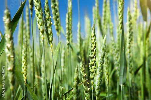 Ears of green wheat, close-up, against the blue sky. Rich harvest idea, harvest time concept.