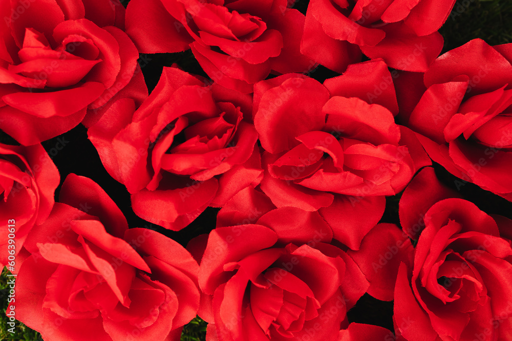 Bed of red roses flowers Bed of red roses flowers