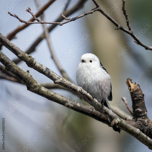 Long-tailed tit bird sits on a branch of a bush against a blurred background