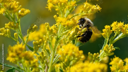 Φωτογραφία Closeup shot of a bumble bee on a Canadian goldenrod