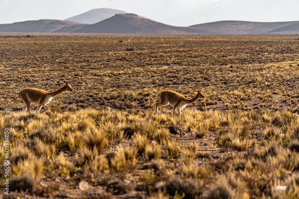 Ταπετσαρία Selective of wild vicuna in Southern Peru