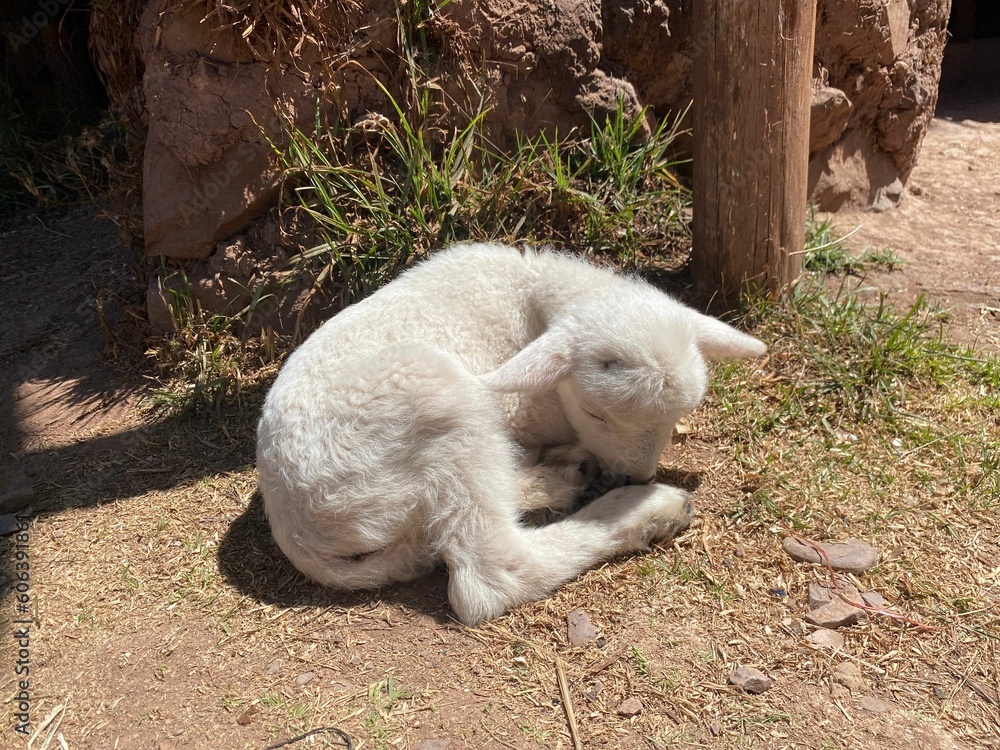 Fototapeta premium Cute furry white lamb lying on the ground on a sunny day