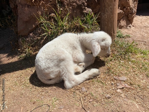 Cute furry white lamb lying on the ground on a sunny day